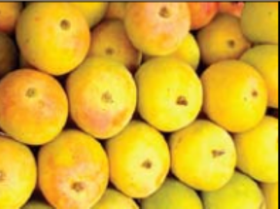 आवक बढ़ने से हापुस आम हुआ 500 से 800 रुपये प्रति दर्जन